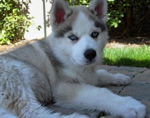 affectionate siberian husky puppies for (free) adoption