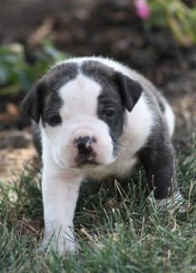 Alapaha Blue Blood Bulldog.