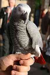 Perefect AKC African grey parrots for adoption