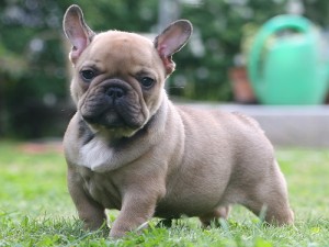 charming and adorable lovely male and female french  bulldog for sale