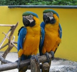 magnificent blue and gold macaw for re-homing