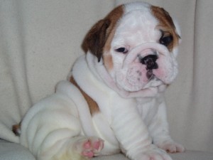 *****cute akc registered ,english bulldog puppies for free adoption******