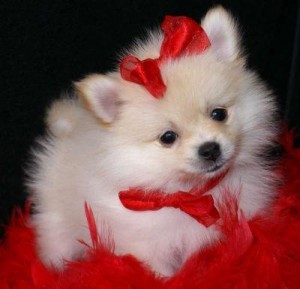 Beautiful POMERANIANS puppy