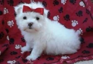 gorgeous maltese puppies for adoption