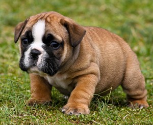 Male and female gorgeous English Bulldog puppies for free adoption into any pet loving home