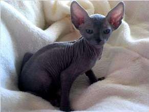 Hairless- Sphynx Kittens for new homes