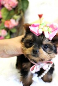 ??? AKC REG. TEACUP YORKIE PUPPIES FOR FREE ADOPTION???