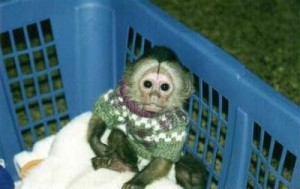 Baby Capuchin monkey for sale