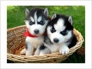 MOST beautiful Husky puppies ready for their new homes!!!