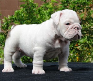 nice and lovely English bulldog puppy for a caring home.