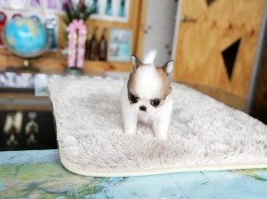 micro teacup chihuahua puppies for a caring home.