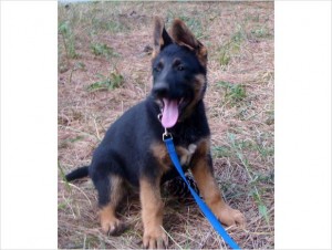 AKC German Shepherd Puppy, Female, Family Pet &amp; Protection