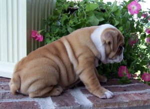 Spunky English Bulldog Puppies for sale