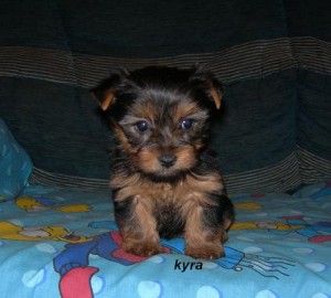 Cute Yorkie Puppies available for Adoption