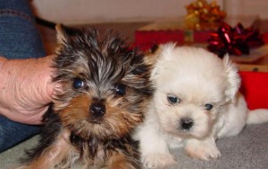 !!! YORKIE AND MALESE PUPPIES (CONTACT ASAP)!!!