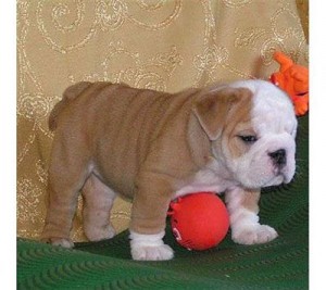 Inteligent Males and Females english bulldogs available for good homes..