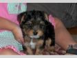 Adorable AKC registered Yorkie Teacup Puppies