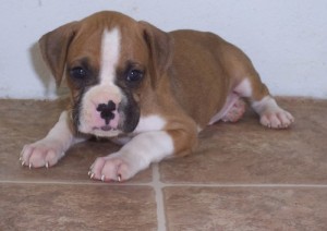 Healthy Boxer Puppies for A Good Home