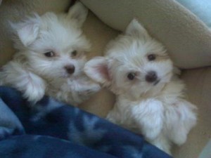 AKC registered male yorkie puppies