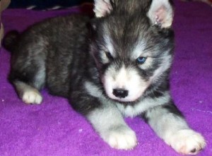 Super Adorable &amp; Playful Brown &amp; White Siberian Husky Puppies for adoption