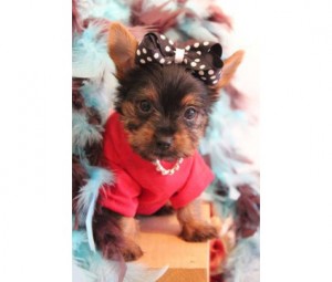 SWEET TINY TEACUP YORKIE PUPPIES AVAILABLE FOR ANY GOOD HOME NOW!!.