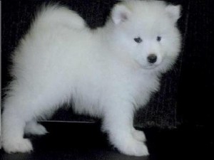 samoyed Puppies For Adoption