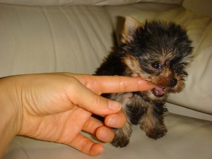 Intelligent Males and Females Tea Cup Yorkie puppies available for good homes..