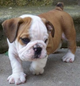 Champion Bloodline English Bulldog Puppies For Adoption