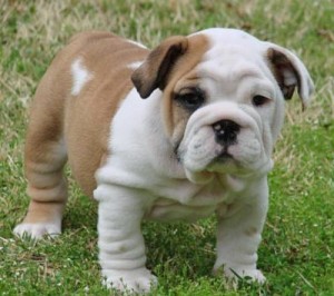 GORGEOUS AND ADORABLE ENGLISH BULLDOG PUPPIES FOR FREE ADOPTION