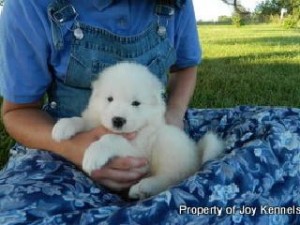 Samoyed Puppies For Adoption.