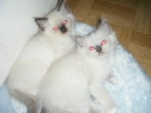 Pedigree Ragdoll Kittens