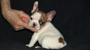 MOST beautiful FRENCH BULLDOG PUPPIES ready for their new homes!!!