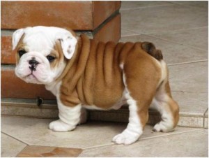 nice and lovely English bulldog puppies for a caring home.