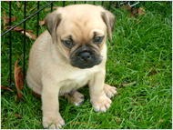 Adorable little Puggle puppies now ready!!