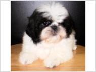 ~*~Shih Tzu Puppies*^*Nonshedding/ Allergy Free*^*Great 4 Kids~*~