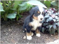 Sam AKC Bernese Mountain Dog