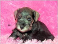 CKC Miniature Schnauzer Puppies