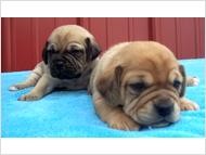 Puggle Puppies! Very cute!