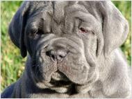 Neapolitan Mastiff Puppies