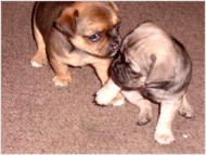 PUGGLES4U PUGGLE PUPPIES FOR SALE