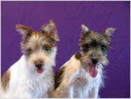 Mini Schnauzer Puppies (Parti)