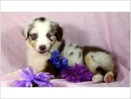 Adorable Australian Shepherd Puppies