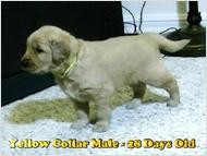 AKC Purebred Golden Retriever Male Puppies