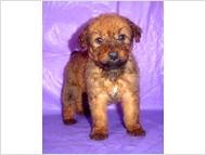 Irish Terrier Pups