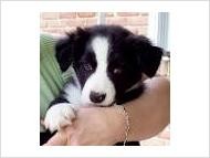 Purebred Female and Male Border Collie Pup