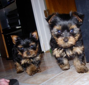 !!!SUPER CUTE BEAUTIFULL YORKIE PUPPIES FOR ADOPTION TO A PET WELL COMING , CARING HOME AVAILABLE!!!