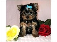 Very Geanerous Male and Female Tea Cup Yorkie puppies available for Adoption..