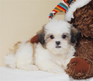 !!!BEAUTIFUL SUPER TALENTED shih tzu PUPPIES FOR ADOPTION TO PET LOVING HOME ONLY!!!