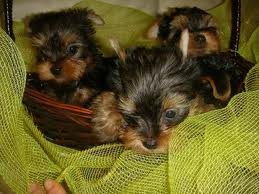 AKC registered Yorkie Teacup Puppies available.