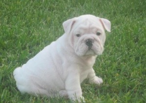 Two English bull dog puppies for good homes